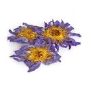 Blue Lotus whole flowers